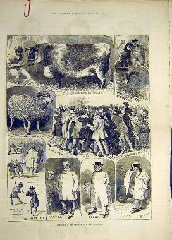 Print 1882 Sketches Animal People Smithfield Cattl