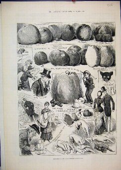 Print 1883 Apple Congress Chiswick Pippins Pomeroy