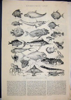 Print 1883 Fisheries Exhibition Lobster Threadfish