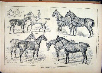 Print 1883 Mr Chennells Newmarket Hacks Horses Sig