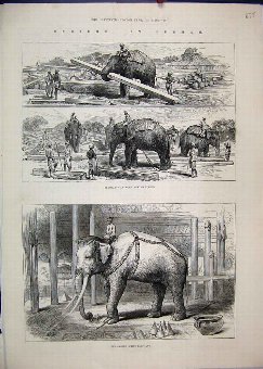Print 1885 Burmah Elephants Work Timber Sacred Whi