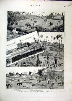 Print 1885 Hunting Jackal Bombay Foxhounds Andheri