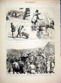 Print 1883 Wales Sale Livestock Anglesey Cattle Pi