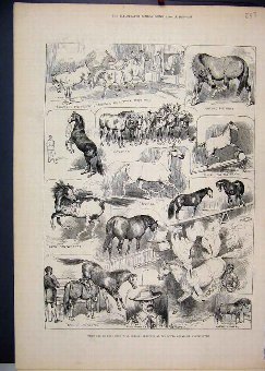 Print 1883 Wild Horses Royal Aquarium Westminster 