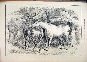 Print 1884 Horses Eating Trees Playing Country Sce