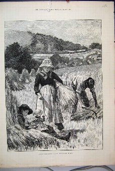 Print 1886 Agricultural Scene August Reaping Bindi