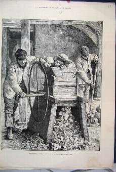 Print 1886 Agricultural Scene January Cutting Swed