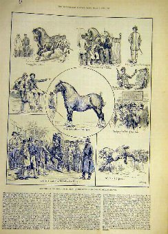 Print 1886 Sketches Shire Horse Show Islington Ani