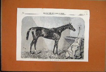 Print 1886 The Duke Racehorse Winner Goodwood Brig