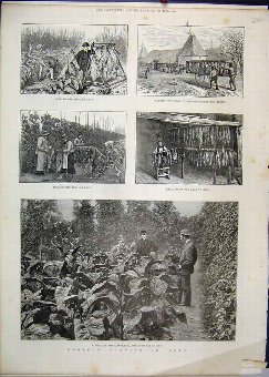 Print 1886 Tobacco Growing Kent Plants Sharsted Co