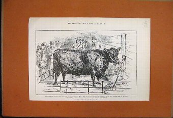 Print 1888 Cattle Show Scotch Polled Cow Wilken Wa