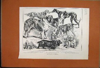 Print 1888 Dogs Bulldog Spaniel Irish Setter St Be