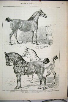 Print 1888 Prize Winners Hackney Horse Show Primro
