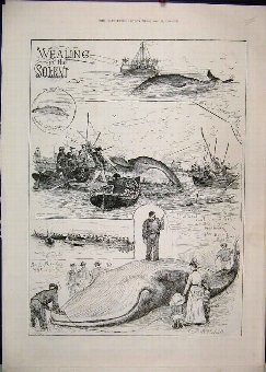 Print 1888 Whaling Solent Boats Men Spears 05MAR1