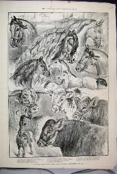 Print 1889 Royal Agricultural Show Windsor Horses 