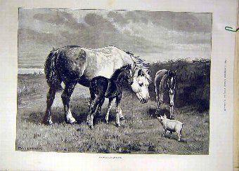 Print 1894 Moody Chance-Aquaintance Mare Foals Pig