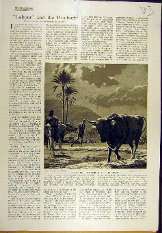Print 1918 Ox Treading Corn Moses Law Threshing 43