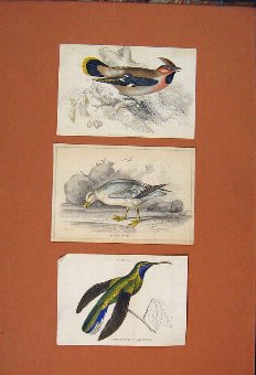 Print Bird Fulmar Petrel Campylpterus Latipennis W