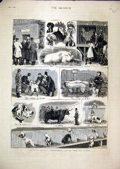Print Birmingham Cattle Dog Show 1879 Sheep Pigs C