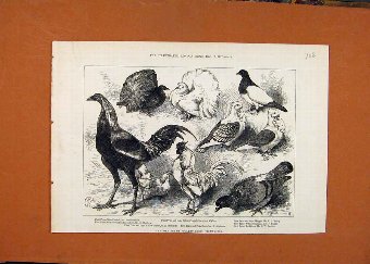 Print Birmingham Poultry Show Prize Birds C1877 Lo