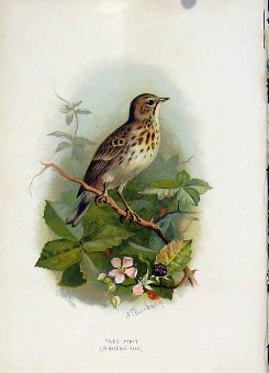 Print C 1883 Familiar Birds Color Tree Pipit 30785