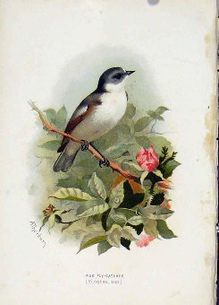Print C 1883 Familiar Birds Color Pied Flycatcher