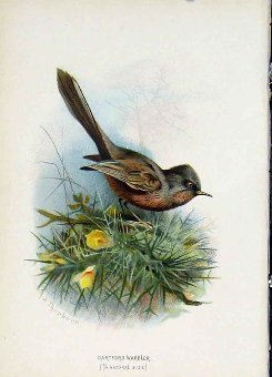 Print C1883 Thorburn Wild Birds Dartford Warbler C