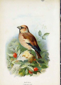 Print C1883 Thorburn Wild Birds Hawfinch Color Fin