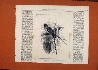 Print Chestbut Backed Coly Birds C1876 London News