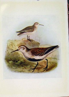Print Birds Of Britain By Dresser Dunlin Color Fin