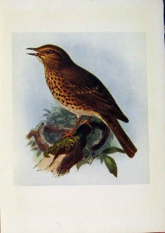 Print Birds Britain By Dresser Song Thrush Color C