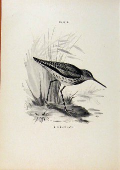 Print Birds Useful And Harmful Redshank By Csorgey