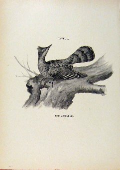 Print Birds Useful And Harmful Wryneck By Csorgey