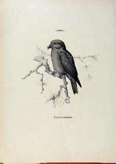 Print Birds Useful And Harmful Crossbill By Csorge