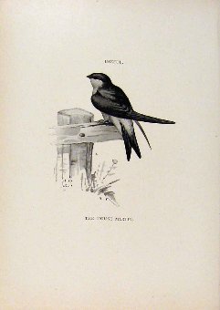 Print Birds Useful And Harmful House Martin By Cso