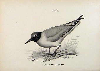Print Birds Useful And Harmful Black Headed Gull B