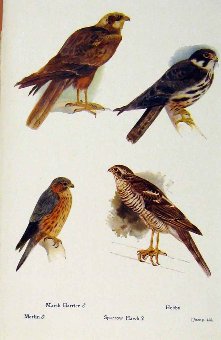 Print British Birds By W Foster Marsh Harrier Hobb