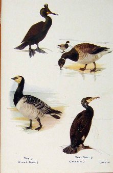 Print British Birds By W Foster Shag Bernacle Goos