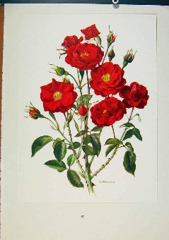 Print Plate 31 Moulin Rouge Bois & Trechslin Roses