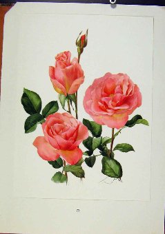 Print Plate 33 Tiffany Roses Old C1962 Bois & Trec