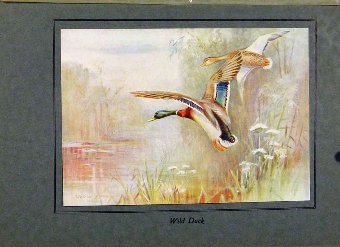 Print Birds In Flight C1922 Color Wild Duck Fine A
