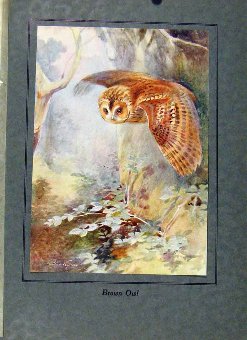 Print Birds In Flight C1922 Brown Owl Color By Gre