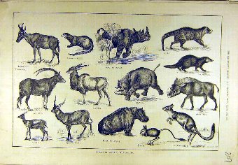 Print 1884 Sport Hunting Wild-Animals Soudan Antel