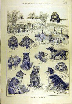 Print 1884 Dog Show Warwick Hounds Canine Sport 11