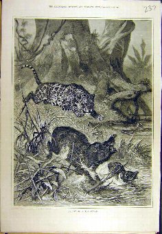 Print 1881 Attack Jungle Leopard Boar Wild-Animal