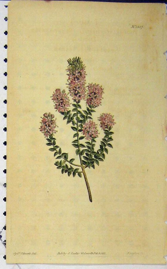 Print 1811 Hand Coloured Flower Curtis Edwards San
