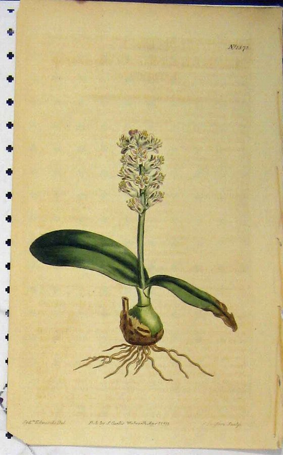 Print 1811 Hand Coloured Flower Curtis Edwards San