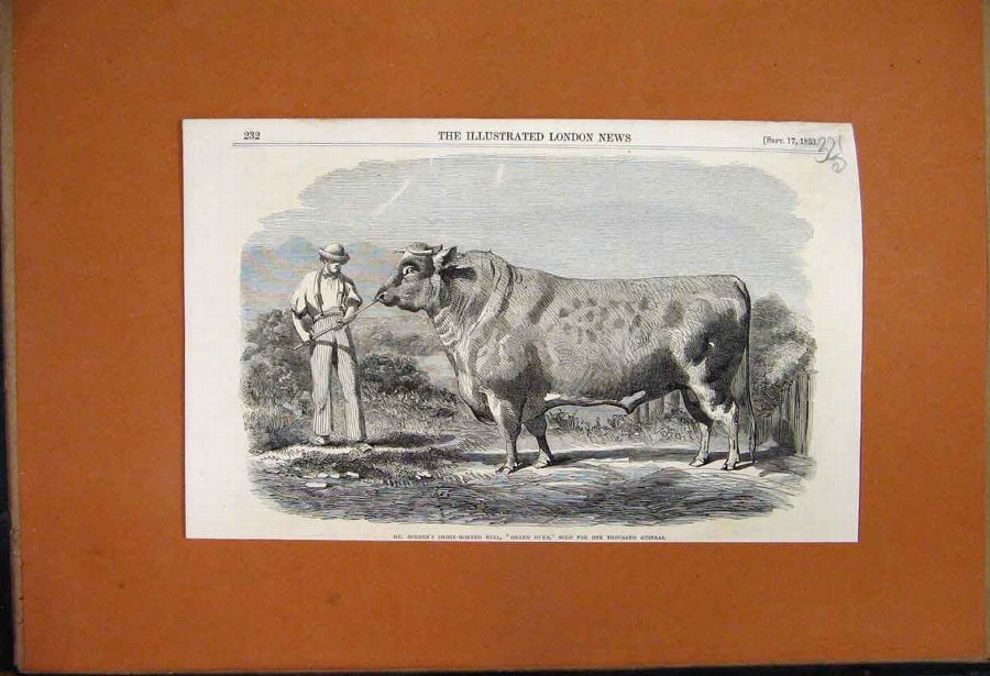 Print 1853 Bolden Short Horned Bull Grand Duke Ani
