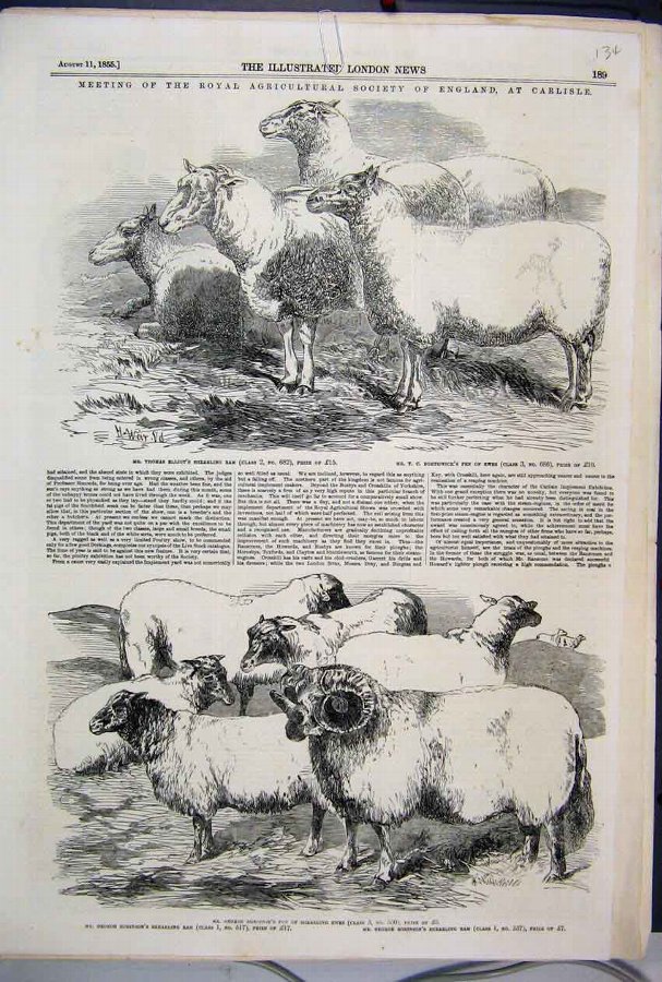 Print 1855 Agricultural Society Carlisle Sheep Ewe