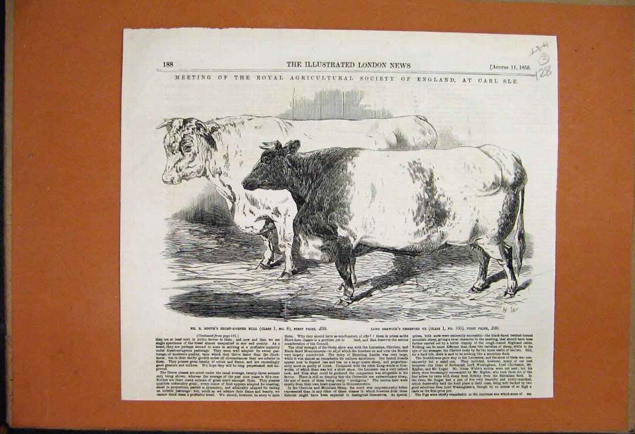 Print 1855 Carlisle Meeting Short Horned Bull Here